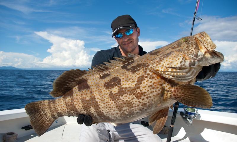 fresh caught grouper