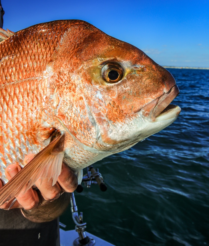 fresh caught red snapper