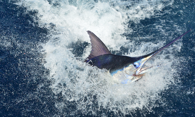 sailfish on the hook